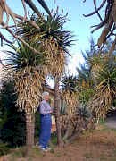 Aloe.rupestris.Piketberg.jpg (56484 bytes)