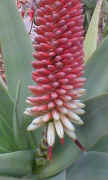 Aloe.speciosa.raceme.close-up._small.jpg (3897 bytes)