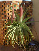 ../aloes/Aloe.speciosa.ra (195243 bytes)