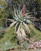 ../aloes/Aloe.speciosa.tree.Kar (250110 bytes)