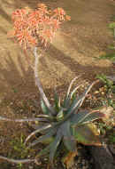 Aloe.striata.x.maculata.plant.raceme.jpg (146969 bytes)