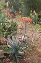 Aloe.striata_maculata_hybrid_raceme_flowers1.jpg (81946 bytes)