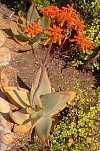 Aloe.striata.plant.jpg (26372 bytes)