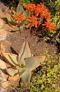 Aloe.striata.plant.jpg (26372 bytes)