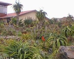 Aloe.thraski_hybrids.jpg (15971 bytes)