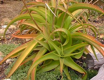 Aloe.vanbalenii.close-up.jpg (31938 bytes)