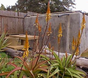 Aloe.vanbalenii.scene.jpg (28752 bytes)