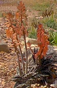 Aloe.variegata.flower.jpg (22741 bytes)