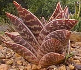 Aloe.variegata.jpg (21087 bytes)
