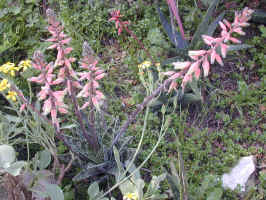 Aloe.variegata.x.Gasteria.1.jpg (408937 bytes)