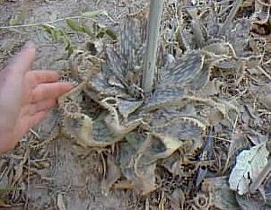 Aloe.zebrina.Namibia.jpg (24927 bytes)