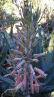 Aloe.zebrina_raceme_2003.jpg (74812 bytes)