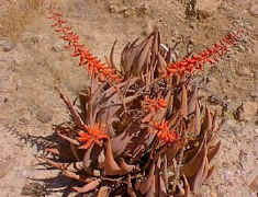 Aloe.asperifolia.flowers.north.jpg (33200 bytes)