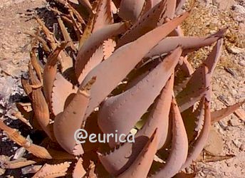 Aloe.asperifolia.plant.jpg (28643 bytes)