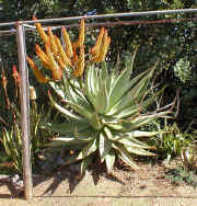 Aloe_marlothii_rupestris_hybrid_plant_raceme_2003.jpg (141175 bytes)