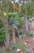 Aloe.pluridens_plant_raceme_small.jpg (7653 bytes)