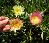 Carpobrotus sauerae.jpg (82000 bytes)
