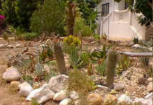 Euphorbia_succulents_front.jpg (45010 bytes)