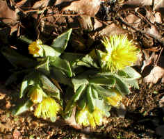 Faucaria.species.jpg (227998 bytes)