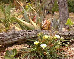 Gazania.jpg (45906 bytes)