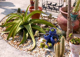 Gia.pots.aloe.vanbalenii.ornaments.garden.succulents.jpg (180952 bytes)