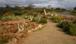 Karoo.garden.spring.scene.jpg (187441 bytes)