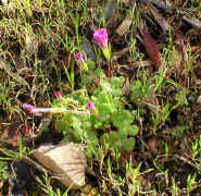Oxalis pink.jpg (135223 bytes)