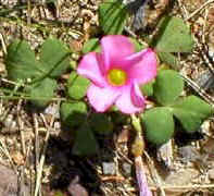 Oxalis_pink_yellow_center_small.jpg (19112 bytes)