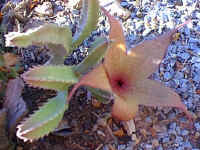Stapelia.jpg (54734 bytes)