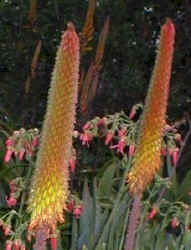 ../aloes/aloe.aculeata.ra (26920 bytes)