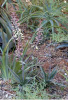 aloe.cameroni.x.gasteria.species.flowers.1.07.jpg (95137 bytes)