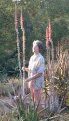 aloe.comosa.eurica.jpg (74922 bytes)