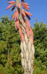 aloe.comosa.flowers.close-up.jpg (166080 bytes)