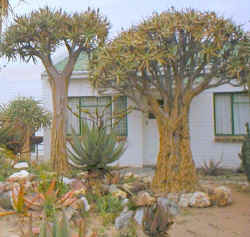 aloe.dichotoma.garden.jpg (55420 bytes)