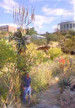 aloe.litoralis_flowers_height.jpg (89887 bytes)