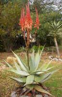 aloe.nuwerus.jpg (49844 bytes)