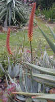 ../aloes/aloe.petricola.ra (94520 bytes)