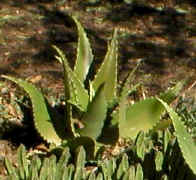 aloe.secundiflora.jpg (39947 bytes)