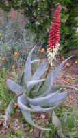 aloe.petricola.hybrid.jpg (136853 bytes)