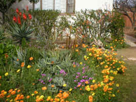 aloe.winter.garden.aug.05.jpg (435611 bytes)