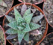 aloe_x_gasteria.hybrid_small.jpg (8918 bytes)