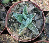 aloe_x_gasteria1.hybrid_small.jpg (8775 bytes)