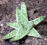 aloe_x_gasteria12.hybrid_small.jpg (7267 bytes)
