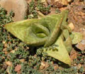 aloe_x_gasteria15.hybrid_small.jpg (17777 bytes)