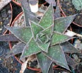 aloe_x_gasteria3.hybrid.jpg (12655 bytes)