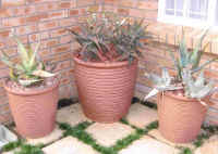 ben.pot.containers.aloes.corner.house.plants.jpg (182128 bytes)