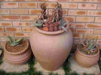 ben.pot.containers.aloes.indoor.house.plants.jpg (154867 bytes)