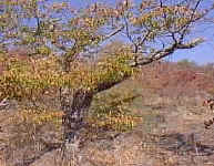 broken.branch.jpg (26524 bytes)