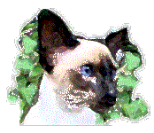 cat.siamese_small.gif (10641 bytes)