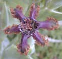 ferraria.lilly.ring.jpg (5752 bytes)